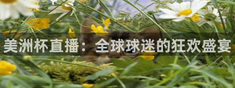 说球帝直播网站：美洲杯直播：全球球迷的狂欢盛宴