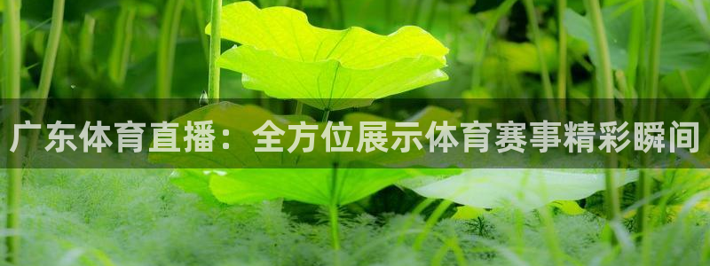 说球帝在线：广东体育直播：全方位展示体育赛事精彩瞬间